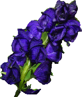 fiore7