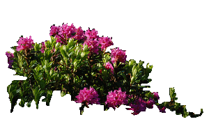 rododendri