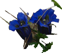fiore4